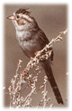 Brewer's Sparrow