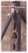 Pileated Woodpecker damage