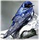 Purple Martin